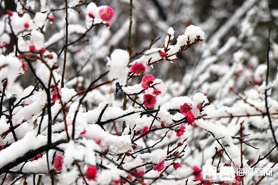 山东泰安降雪 梅花银装素裹别有风韵