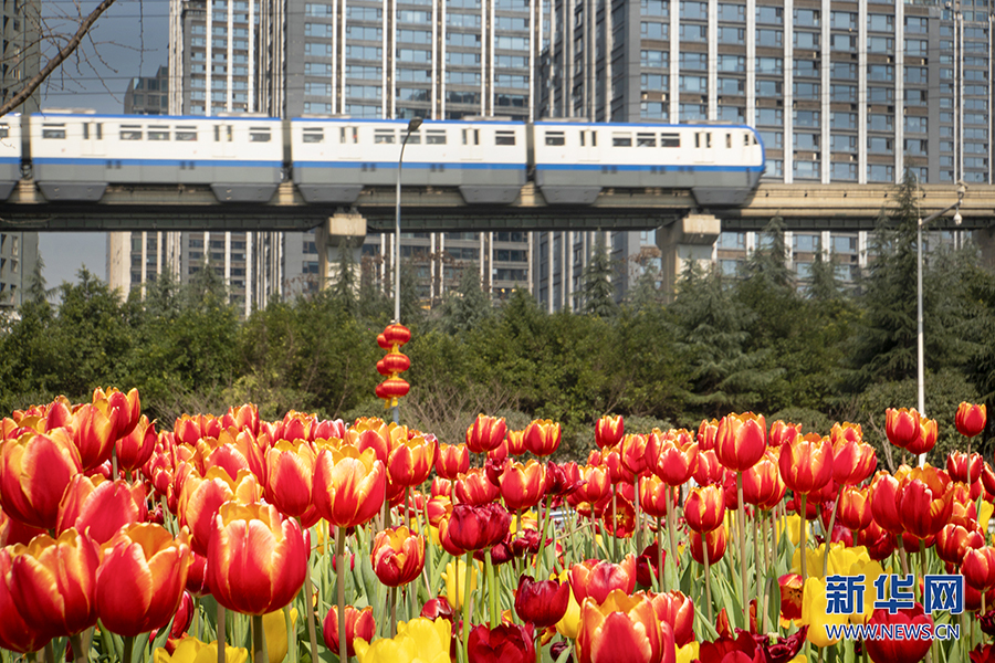 【城市远洋】重庆：春色盎然惹人醉 花影婆娑迎客来