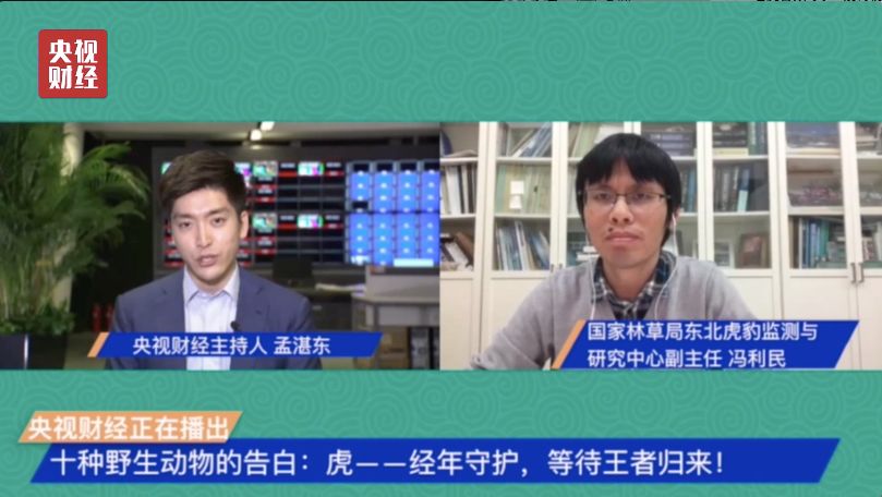 警惕！95%野生虎种群已消失！“森林之王”为何濒临灭绝？
