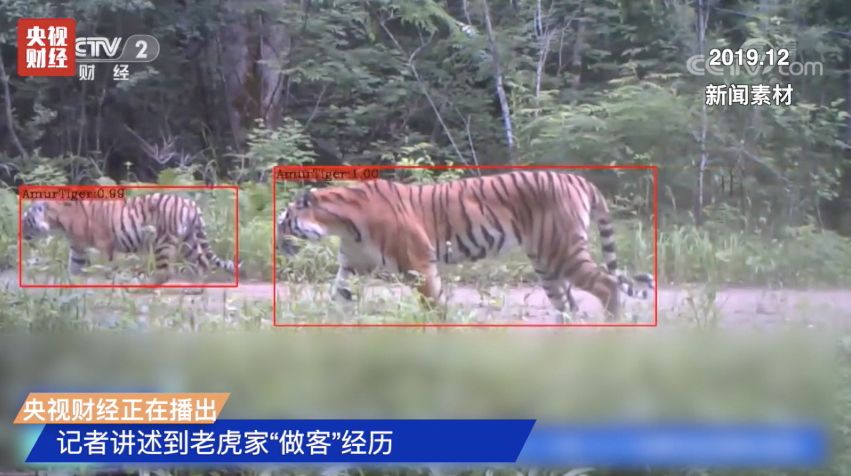 警惕！95%野生虎种群已消失！“森林之王”为何濒临灭绝？