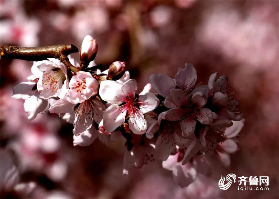 桃枝染红妆！威海里口山桃花朵朵开
