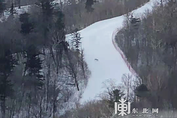 “东北神兽傻狍子”真身意外现身雪场