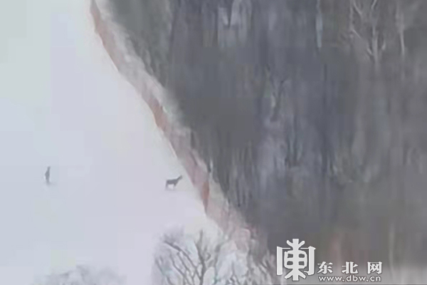 “东北神兽傻狍子”真身意外现身雪场