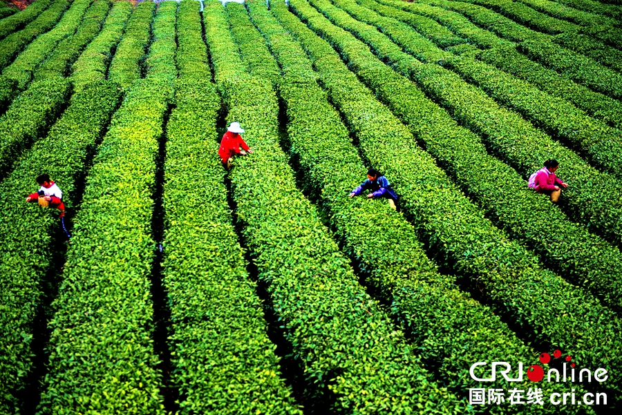 贵州沿河：14.73万亩春茶陆续开采（组图）_fororder_黄庆1