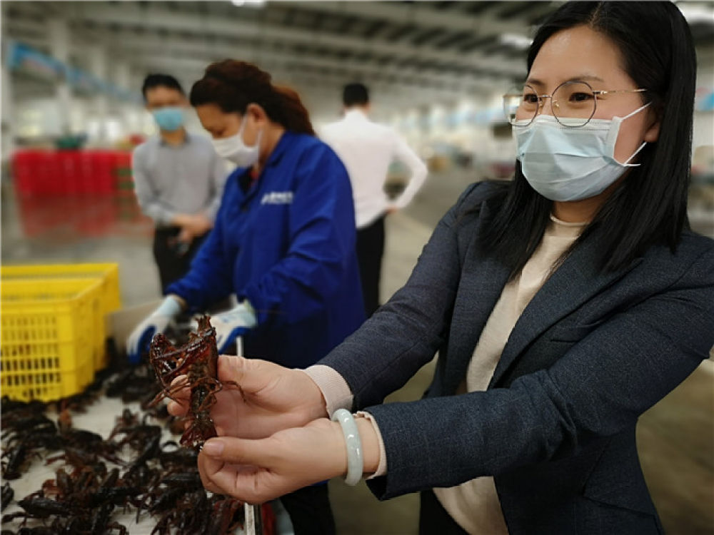 湖北潜江小龙虾开捕啦！吃货们准备好了吗？