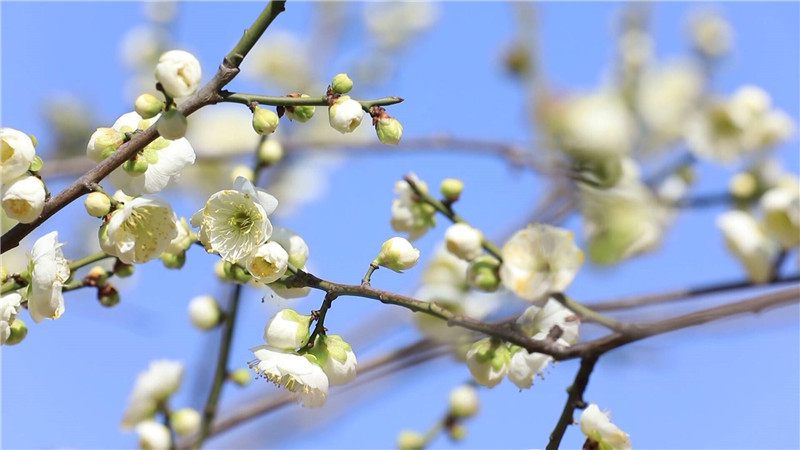 临沂郯城梅花吐蕊春意浓 花瓣在风中轻轻摇曳_fororder_2