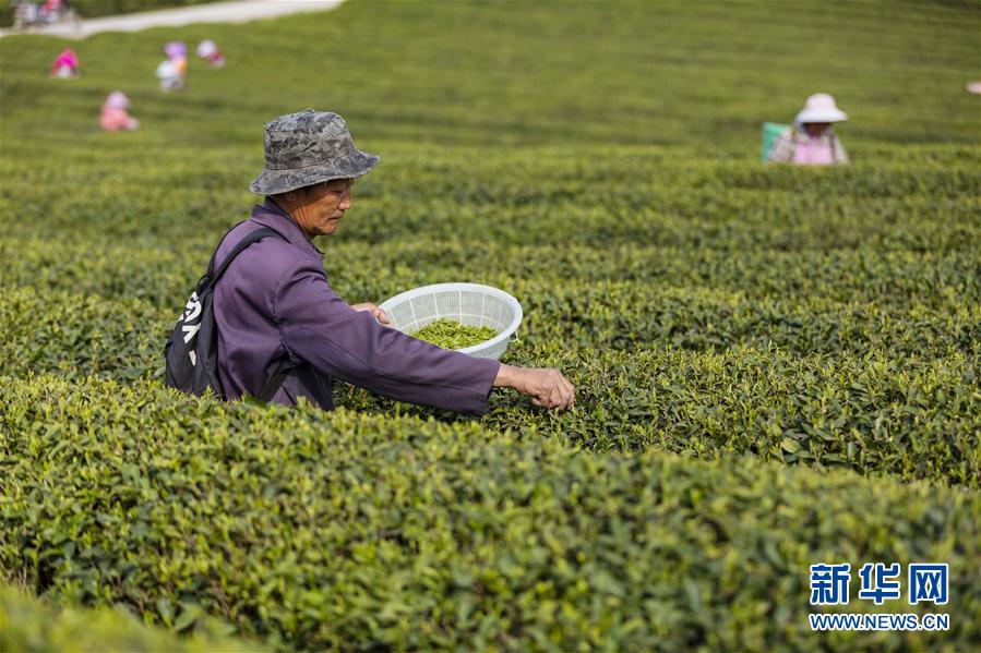 茶园添新绿 春茶采摘忙