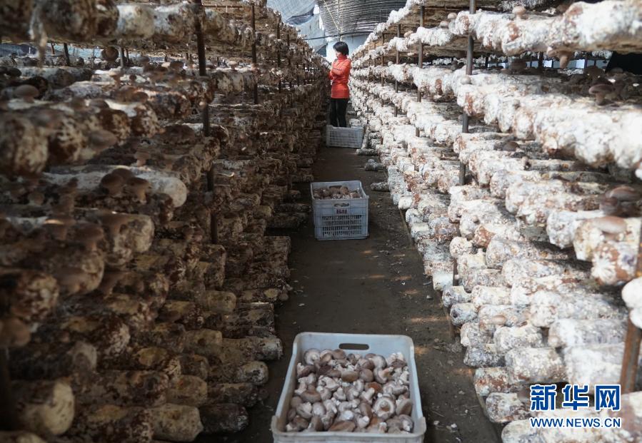 河北迁安：食用菌飘香乡村振兴路_fororder_1