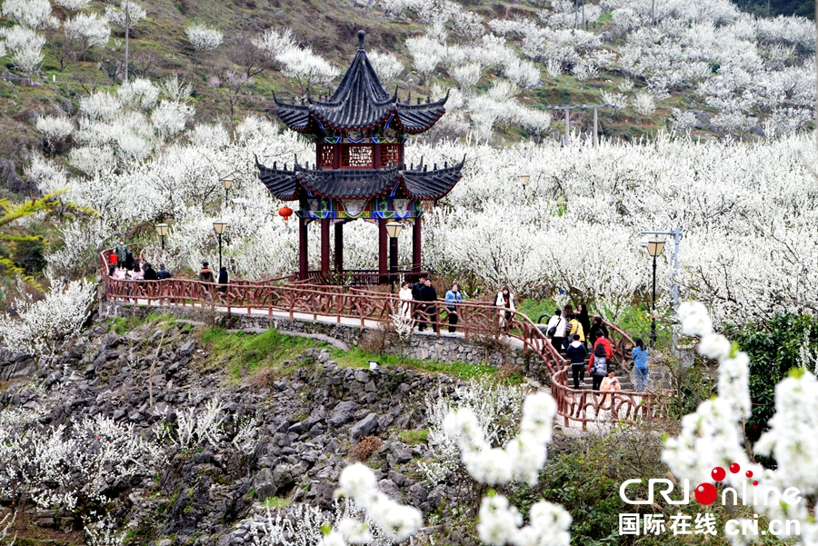 贵州沿河：漫山遍野李花开  如诗如画三月天（组图）