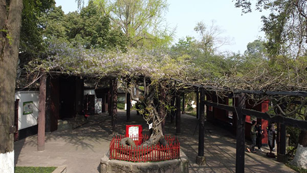 春暖花开 到成都新都区升庵桂湖看“中国藤王”_fororder_成都新都区升庵桂湖桂湖紫藤-供图-成都市新都区委宣传部-(5)