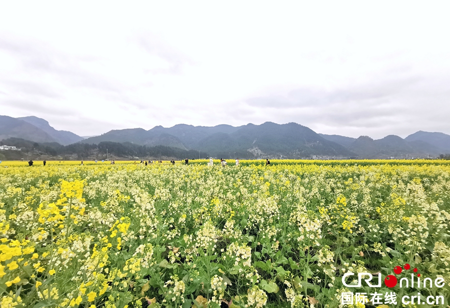 贵州贵定：油菜花开迎客来（组图）