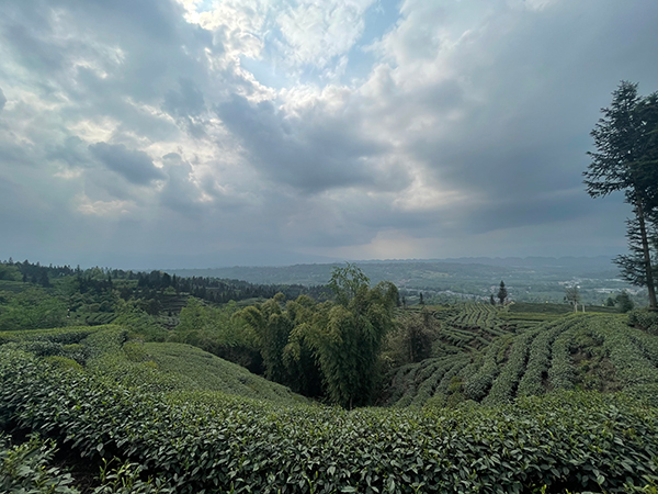 雅安种茶小伙：年收入近20万元 种茶比打工强多了_fororder_云台山国家农业公园核心景观茶园-摄影-杨唐宇
