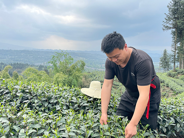 雅安种茶小伙：年收入近20万元 种茶比打工强多了_fororder_合江村村民姜峰正在采摘茶叶-摄影-杨唐宇