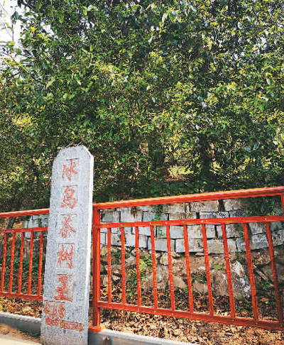 一片小茶叶 百亿大产业（中首）（园区）（财智推荐）