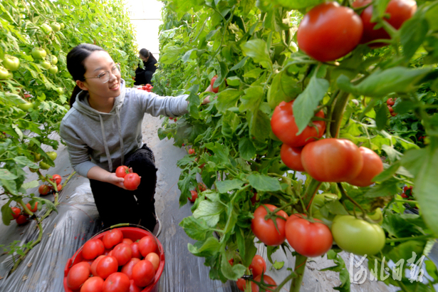 河北邯郸：特色种植助力乡村振兴