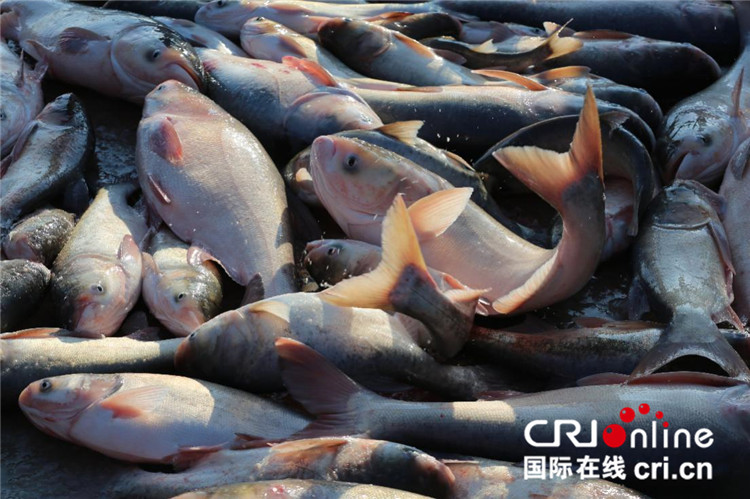 猎杀不绝 年年有鱼 查干湖的故事他最稀罕讲_fororder_16_副本