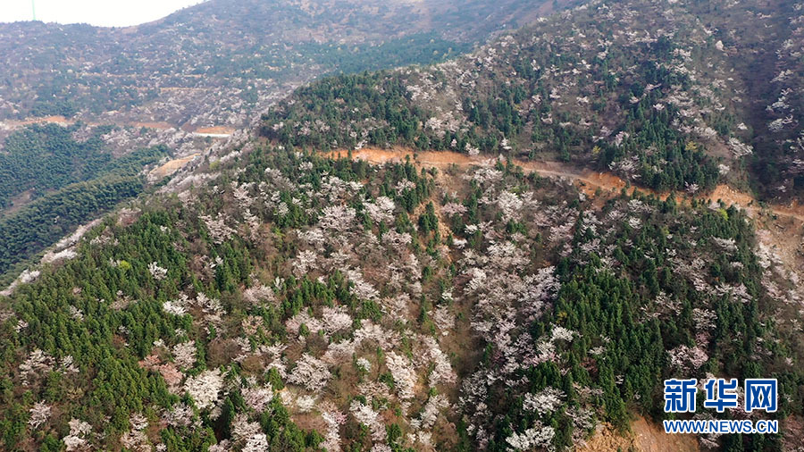 壮观！大幕山万株野樱花如云绽放