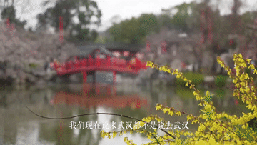珞珈山的樱花之约：去年说再见，今春再相见！