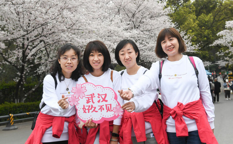 珞珈山的樱花之约：去年说再见，今春再相见！