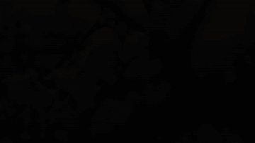 珞珈山的樱花之约：去年说再见，今春再相见！