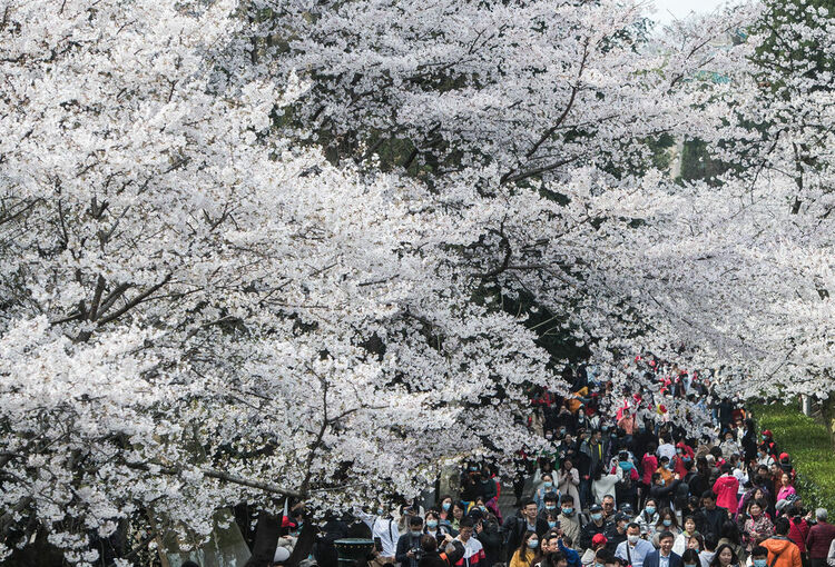 珞珈山的樱花之约：去年说再见，今春再相见！