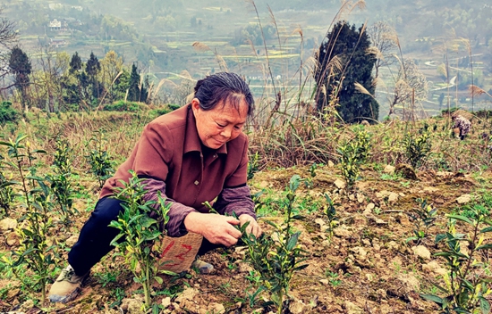 （供稿）贵州思南：春茶采摘正当时 茶农增收笑开颜_fororder_吴1