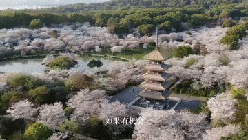 珞珈山的樱花之约：去年说再见，今春再相见！