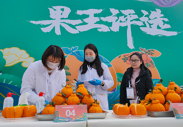 产值达30亿元 眉山丹棱县将建设晚熟柑橘产业集群_fororder_果王评选现场--摄影--方秦