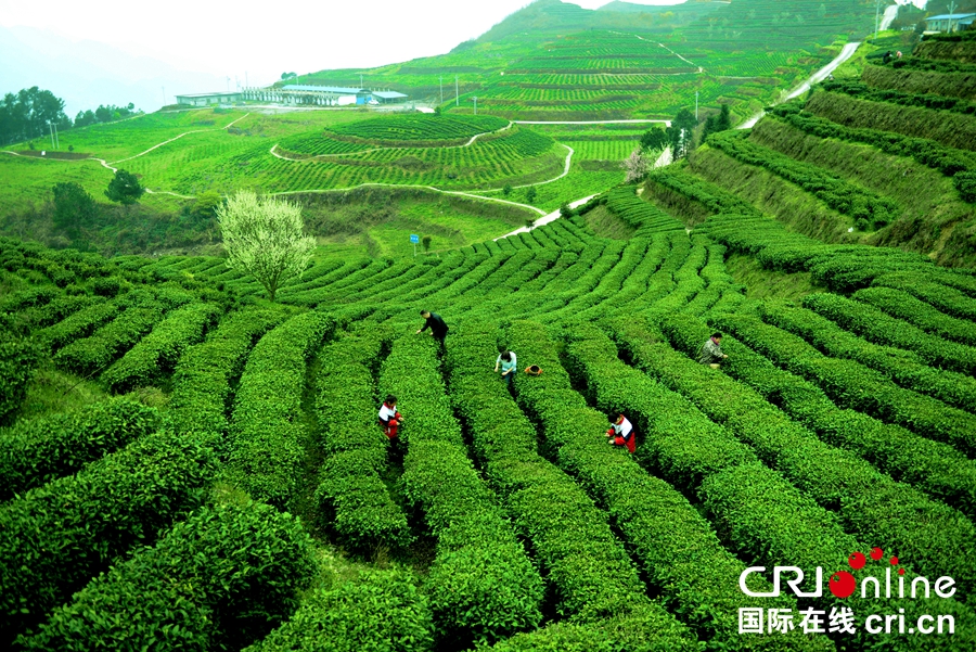 贵州沿河：14.73万亩春茶陆续开采（组图）_fororder_黄3