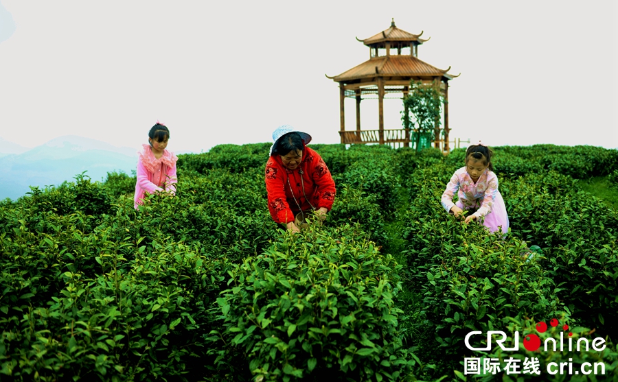 贵州沿河：14.73万亩春茶陆续开采（组图）_fororder_黄庆2