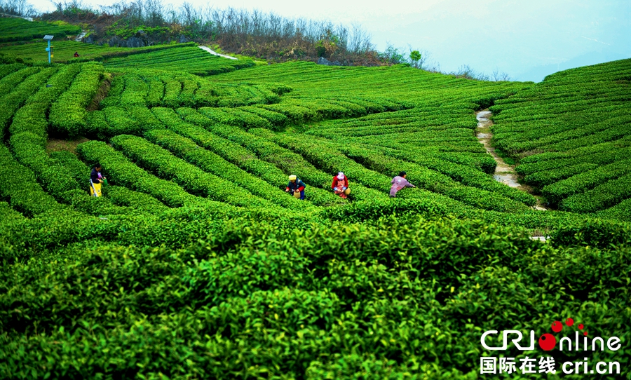 贵州沿河：14.73万亩春茶陆续开采（组图）_fororder_黄5