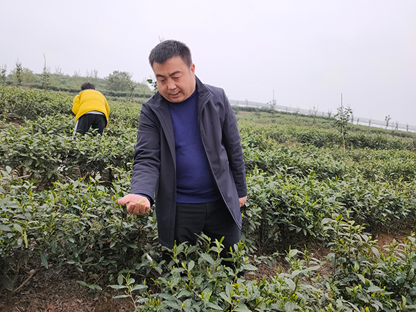 【新春走基层】付志洪的情怀：让乡亲们走上致富路 让前锋村迈入现代化_fororder_付志洪正在看茶叶-摄影-张琬沁