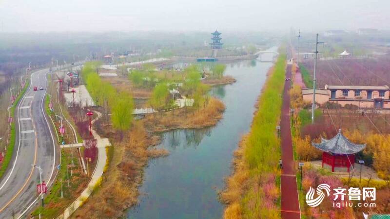 诗画德州：千株榆叶梅恬静绽放 漫步其间宛若童话世界