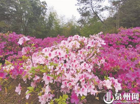泉州多地杜鹃花进入盛花期 赏花市民络绎不绝