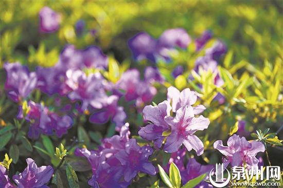 泉州多地杜鹃花进入盛花期 赏花市民络绎不绝