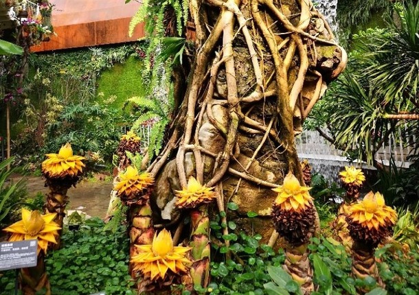 世园会植物馆探秘!一起来看植物不可思议的智慧