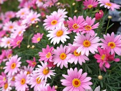 看花去！北京世园会里姹紫嫣红，光景正好