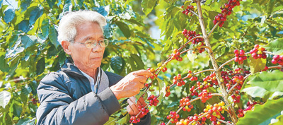 远山咖啡香（决胜全面小康·小家看小康(35)）