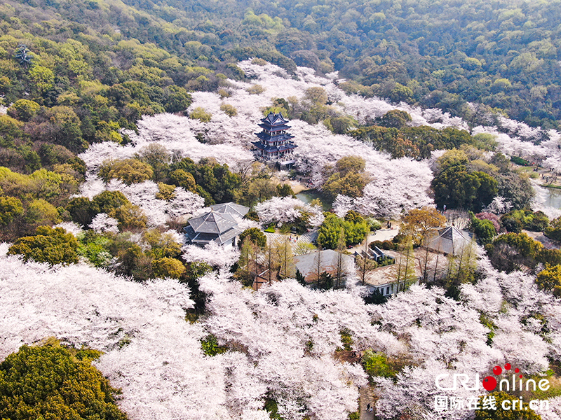 无锡太湖鼋头渚风景区“中日樱花友谊林”：春花烂漫 以樱会友_fororder_1
