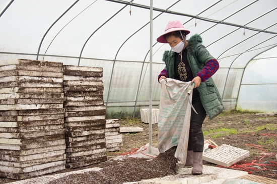 贵州天柱：抢时节 促增收 辣椒育苗完成75%进度