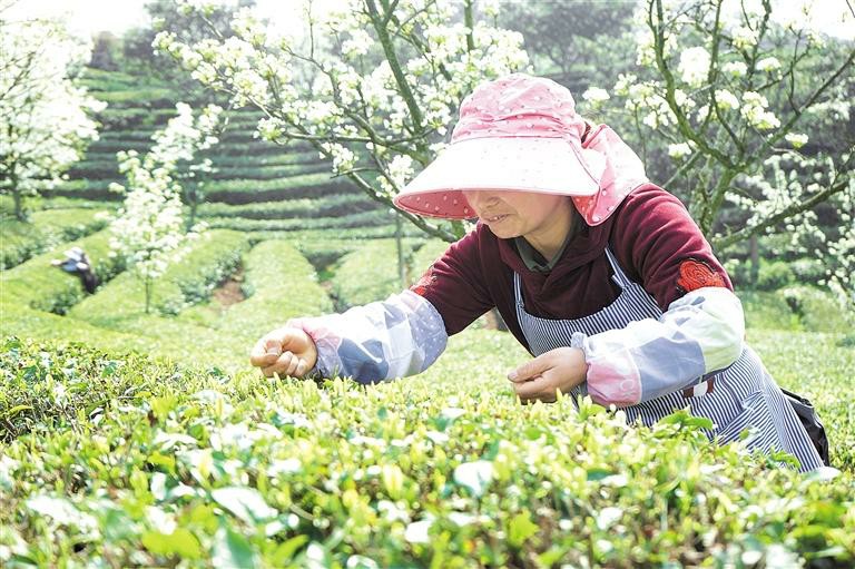 （中首）贵州安顺平坝：2.5万亩春茶开采_fororder_中首1 (1)