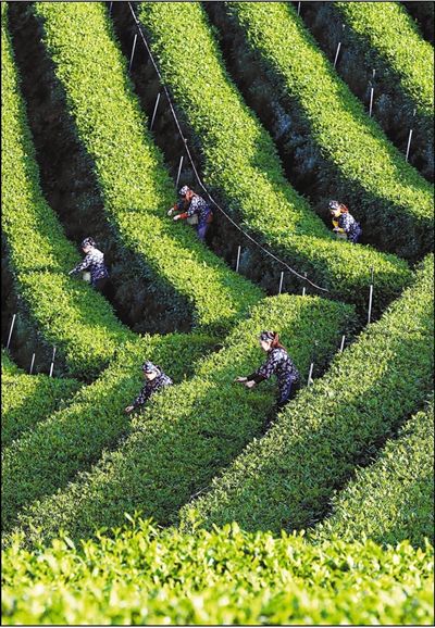 采摘明前茶