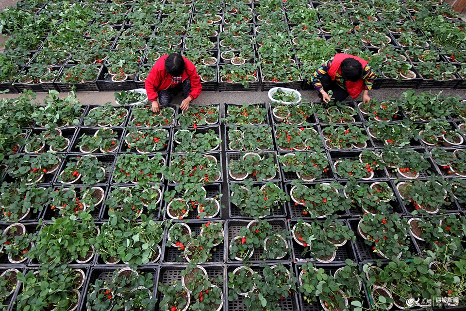 枣庄：“草莓盆景”开辟农民脱贫致富新路