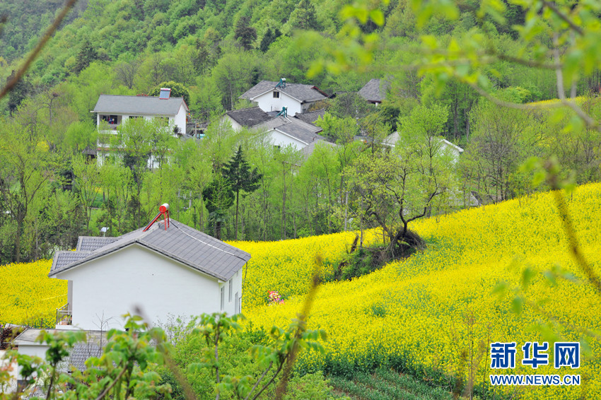湖北各地油菜花开 花海美景争相竞艳