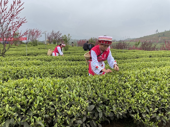 （原创）2021年贵州省春季采茶技能竞赛决赛六盘水选拔赛开赛_fororder_比赛现场