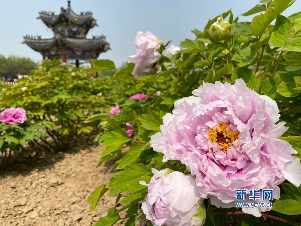山东菏泽：富贵花迎八方客