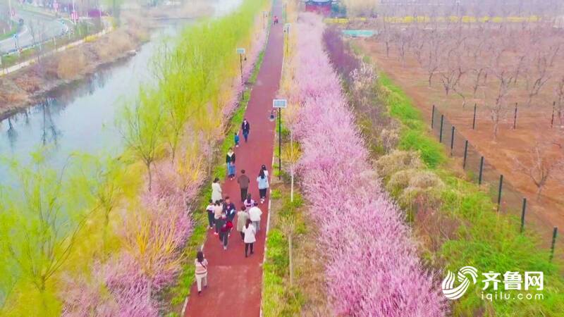 诗画德州：千株榆叶梅恬静绽放 漫步其间宛若童话世界