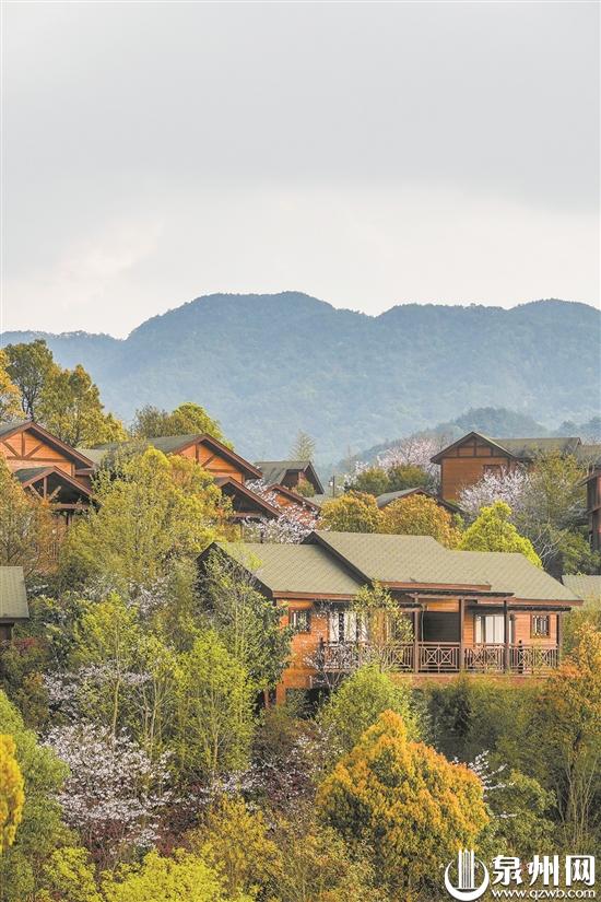 泉州多地杜鹃花进入盛花期 赏花市民络绎不绝