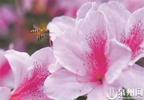 泉州多地杜鹃花进入盛花期 赏花市民络绎不绝