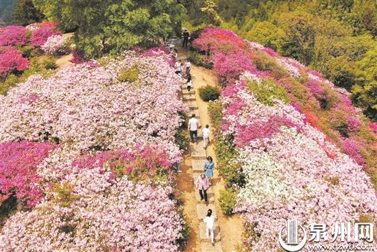 泉州多地杜鹃花进入盛花期 赏花市民络绎不绝